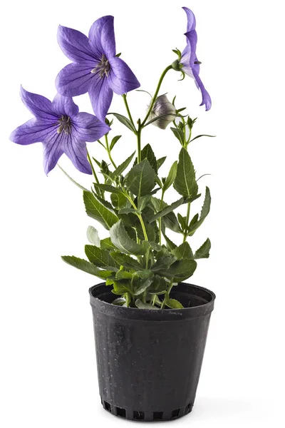 Violet Flower Platycodon Platycodon Grandiflorus Bellflowers Flower Pot Isolated White — Stock Photo, Image