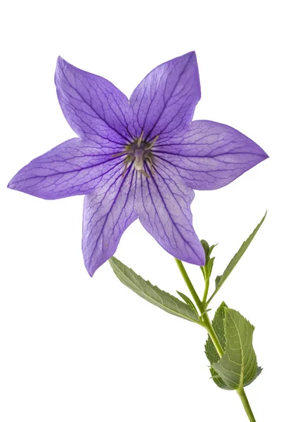 Platycodon, Platycodon grandiflorus, Menekşe çiçek veya bellflowers, beyaz arka plan üzerinde izole. Balon çiçek çiçeklenme yaz aylarında mor Platycodon