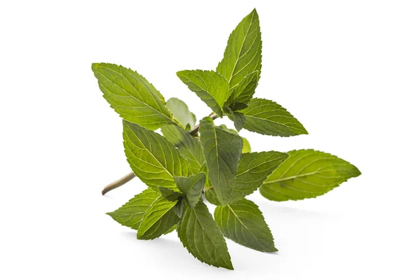 Fresh Young Spearmint Closeup Isolated White Background Mentha Spicata Spearmint — Stock Photo, Image