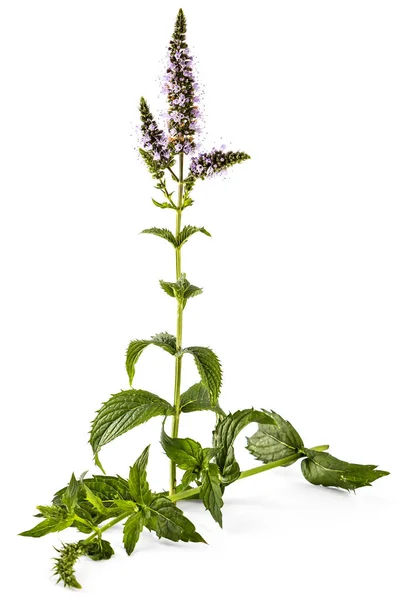 Fresca Jovem Planta Hortelã Com Flores Isoladas Fundo Branco Mentha — Fotografia de Stock