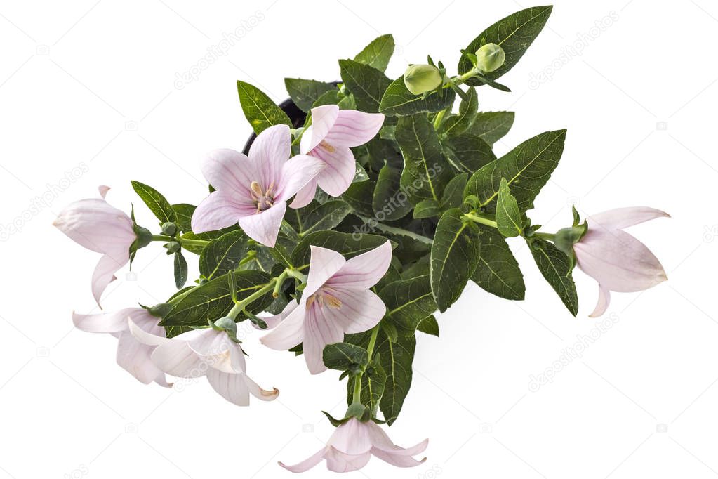 Rose flower of Platycodon, Platycodon grandiflorus, or bellflowers in flower pot, isolated on white background. Balloon flower of rose Platycodon in bloom during summer