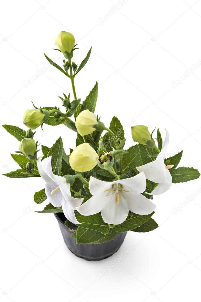 White flower of Platycodon, Platycodon grandiflorus, or bellflowers, isolated on white background. Balloon flower of white Platycodon in bloom during summer