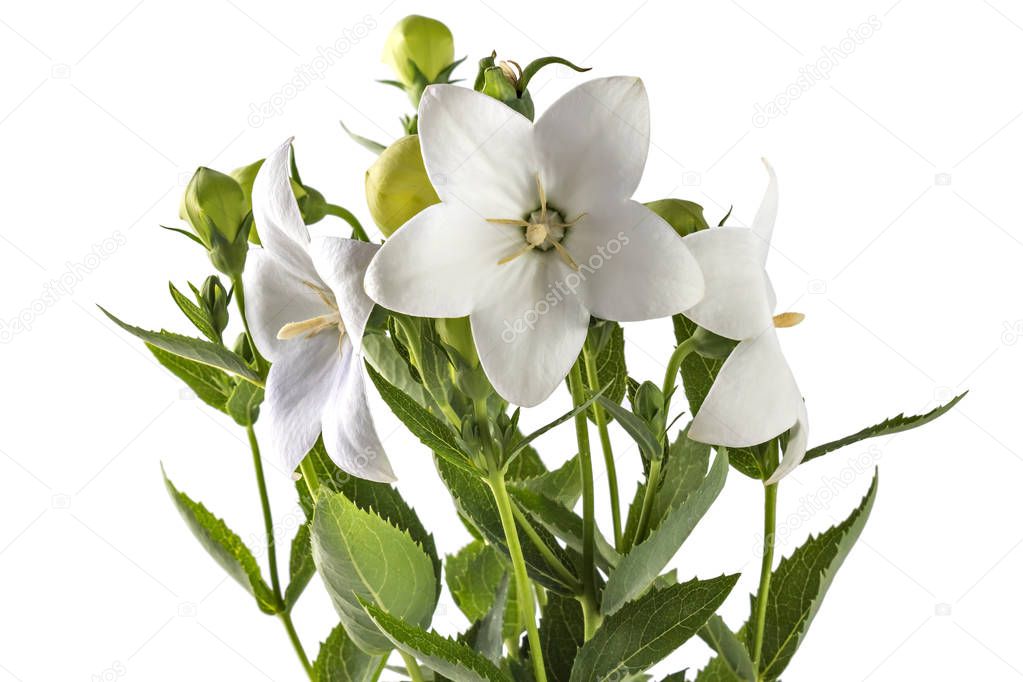 White flower of Platycodon, Platycodon grandiflorus, or bellflowers, isolated on white background. Balloon flower of white Platycodon in bloom during summer