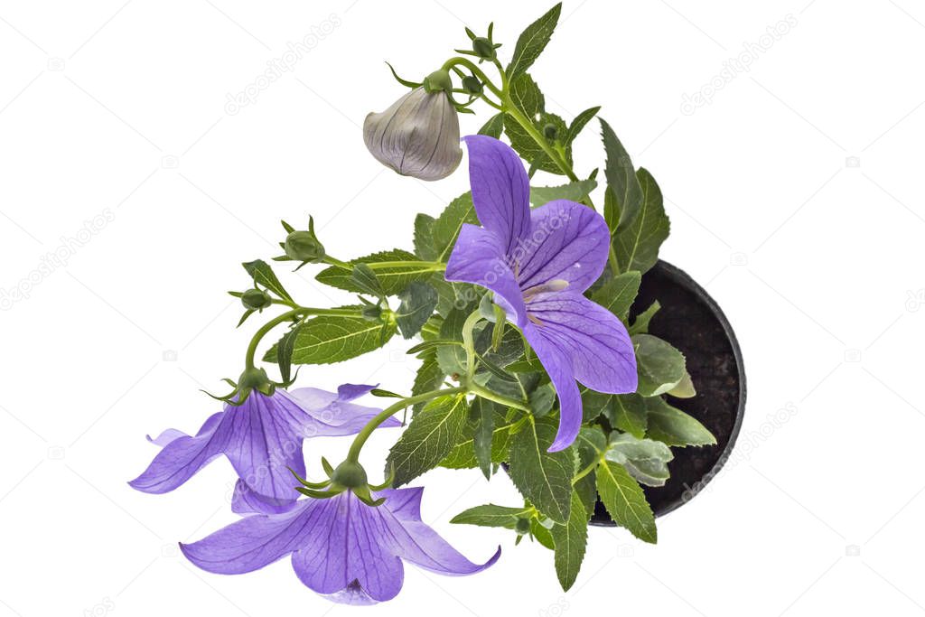 Violet flower of Platycodon, Platycodon grandiflorus, or bellflowers in flower pot, isolated on white background. Balloon flower of violet Platycodon in bloom during summer