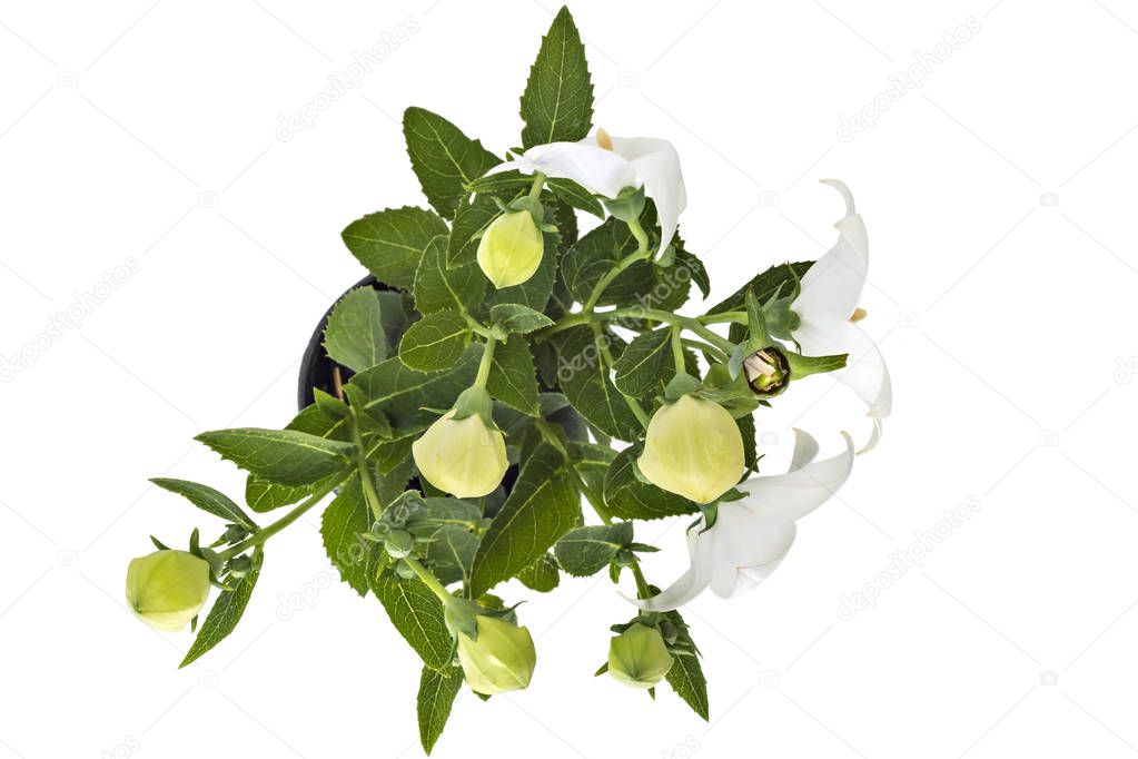 White flower of Platycodon, Platycodon grandiflorus, or bellflowers in flower pot, isolated on white background. Balloon flower of white Platycodon in bloom during summer