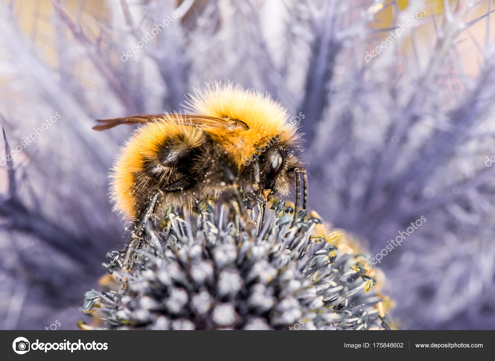 SCARICA BUMBLEBEE