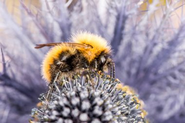 Bumblebee, mor çiçek - makro - portre üzerinde bumble bee