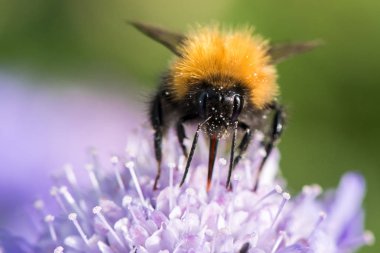 Bumblebee, bumble bee - makro çekim - yakın çekim