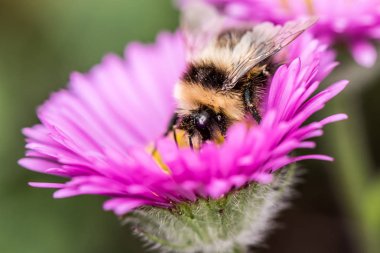 Bumblebee, bumble bee - makro çekim