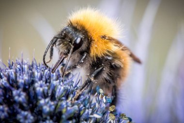 Bumblebee mor, mavi çiçek 
