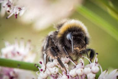 Bumblebee pollinating çiçek