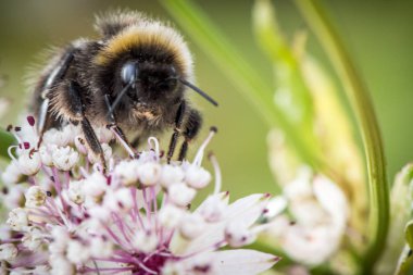 Bumblebee pollinating çiçek