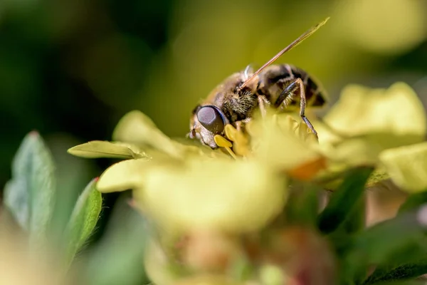 Bee on flower  working hard — Stock Photo, Image