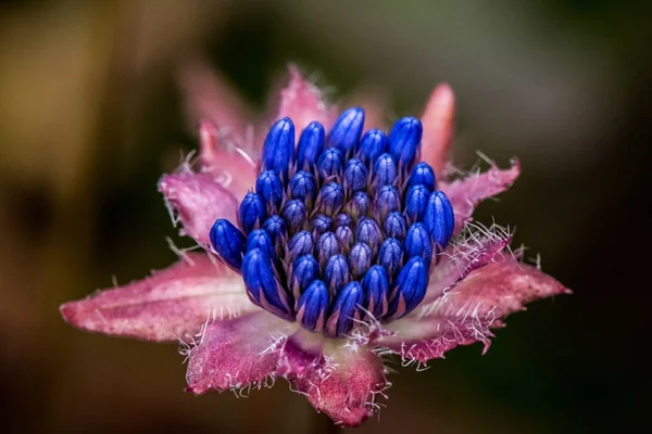 Amazing exotic flower