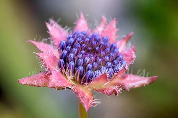 Страшный волосатый цветок на естественном зеленом фоне — стоковое фото