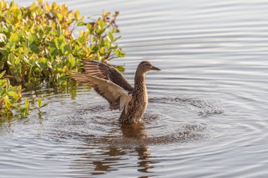 Yaban ördeği uzanmış kanatlı - yakın çekim