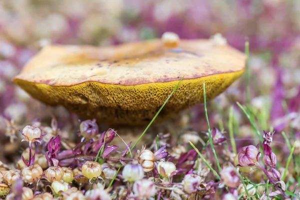 色とりどりの花に囲まれたキノコ — ストック写真