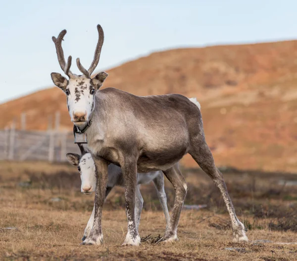 Two reindeer  - mother with child - family close together — Stock Photo, Image