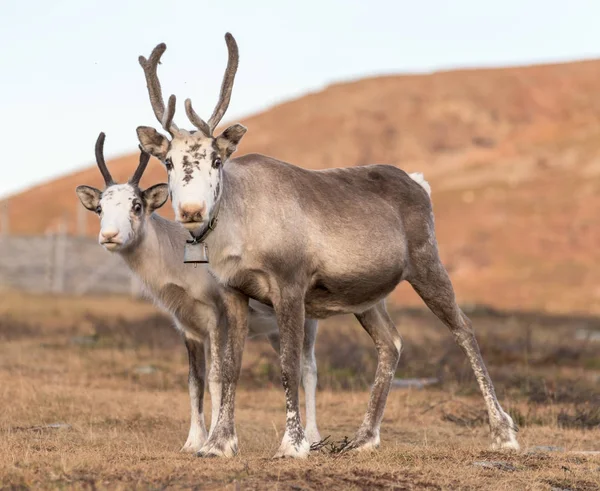 Twee rendieren - moeder met kind — Stockfoto