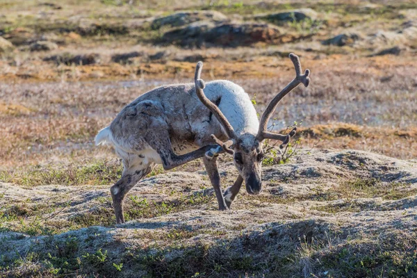 Uma Rena Coçando Cabeça Norte Noruega — Fotografia de Stock