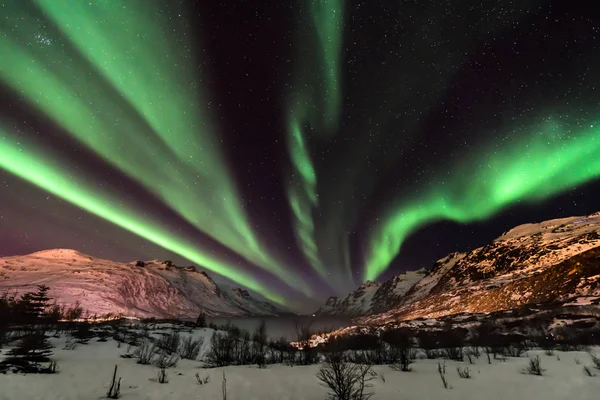 Aurora Borealis Nordlys Nordnorge Tromso Kvaloya Ersfjordbotn - Stock-foto