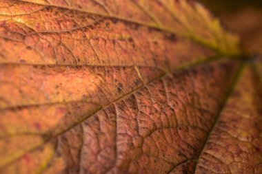 Sonbahar yaprağı - güçlü görünür yaprak yapısıyla - altın, kahverengi, bulanık sonbahar arkaplanı - yakın plan, makro fotoğraf