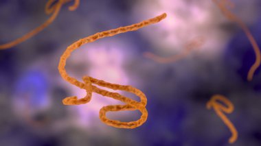 Mikroskopta Ebola virüsü - 3 boyutlu görüntüleme