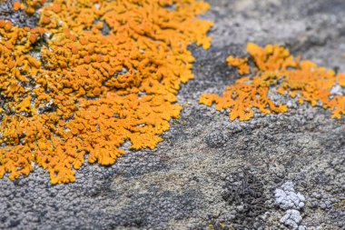 Kayanın üzerinde turuncu liken (Xanthoria Elegans) - Bulanık lens efektli yakın plan fotoğraf. Seçici odaklanma. Fotoğraf Norveç 'in kuzeyinde, Tromso City yakınlarında çekildi..