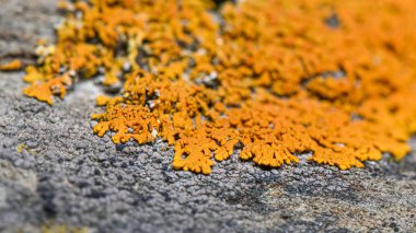 Kayanın üzerinde turuncu liken (Xanthoria Elegans) - Bulanık lens efektli yakın plan fotoğraf. Seçici odaklanma. Fotoğraf Norveç 'in kuzeyinde, Tromso City yakınlarında çekildi..