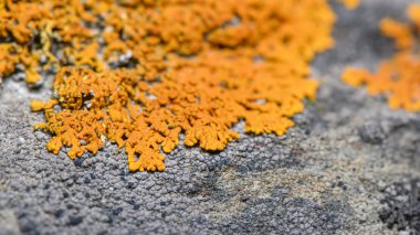Kayanın üzerinde turuncu liken (Xanthoria Elegans) - Bulanık lens efektli yakın plan fotoğraf. Seçici odaklanma. Fotoğraf Norveç 'in kuzeyinde, Tromso City yakınlarında çekildi..