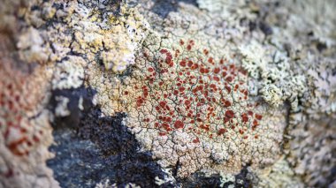 Kayanın üzerinde kırmızı ve beyaz kabuklu liken (Ophioparma ventosa) - Bulanık lens efektli yakın plan fotoğraf. Seçici odaklanma. Fotoğraf Norveç 'in kuzeyinde, Tromso City yakınlarında çekildi..