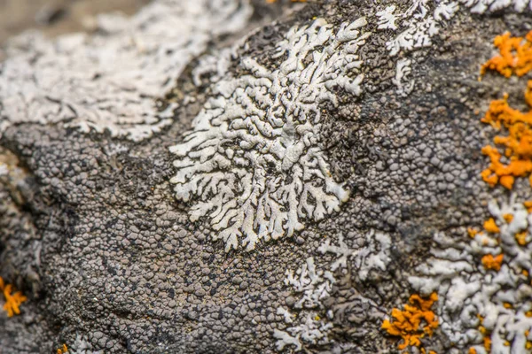 青灰色のロゼット リヒェン Rosette Lichen と粉末バック リヒェン Power Back Lichen として知られる — ストック写真