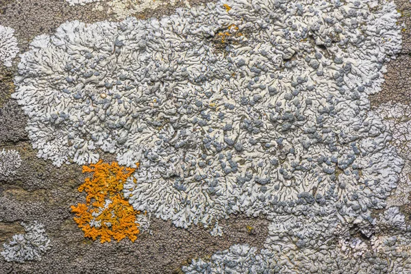 Physcia Caesia Known Blue Gray Rosette Lichen Powder Back Lichen — Stock Photo, Image