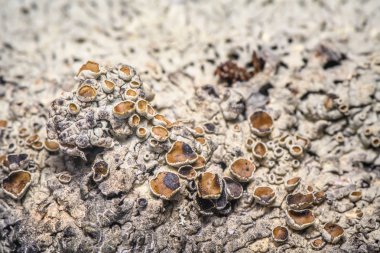 Lichen Xanthoparmelia Somloensis (conspersa). Seçici odaklanma. Fotoğraf Norveç 'in kuzeyinde, Tromso City yakınlarında çekildi..