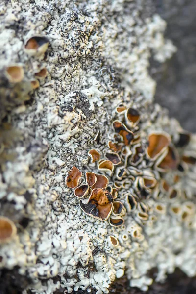 Lichen Xanthoparmelia Somloensis Conspersa Вибіркове Фокусування Фото Зроблене Північ Від — стокове фото