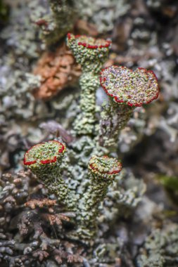 Lichen Cladonia coccifera. Yeşil-kırmızı liken. Seçici odaklanma. Fotoğraf Norveç 'in kuzeyinde, Tromso City yakınlarında çekildi..