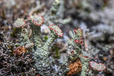 Lichen Cladonia coccifera. Yeşil-kırmızı liken. Seçici odaklanma. Fotoğraf Norveç 'in kuzeyinde, Tromso City yakınlarında çekildi..