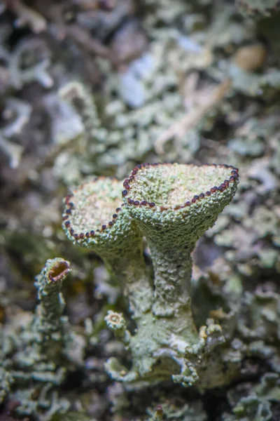 Lichen Cladonia Chlorophaea Líquen Verde Vermelho Foco Seletivo Foto Feita — Fotografia de Stock