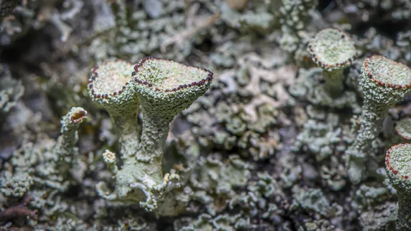 Lichen Cladonia Chlrophaea Зелено Красный Лишайник — стоковое фото