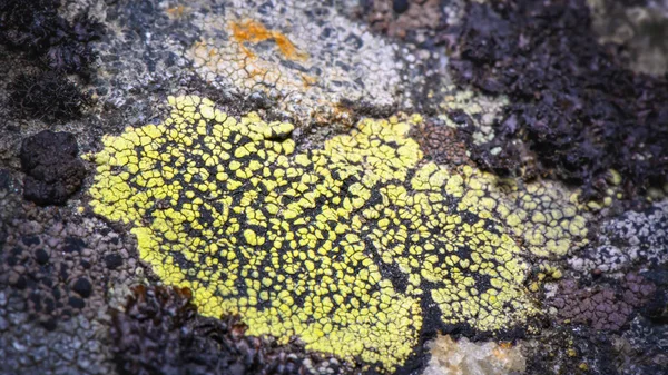 Black Green Map Lichen Rock Rhizocarpon Geographicum Oldest Living Organism — Stock Photo, Image