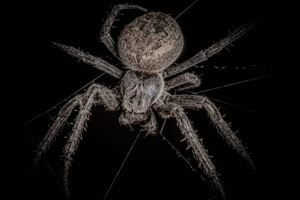 Spider Black Background Nuctenea Umbratica Walnut Orb Weaver Spider Macro — Stock Photo, Image