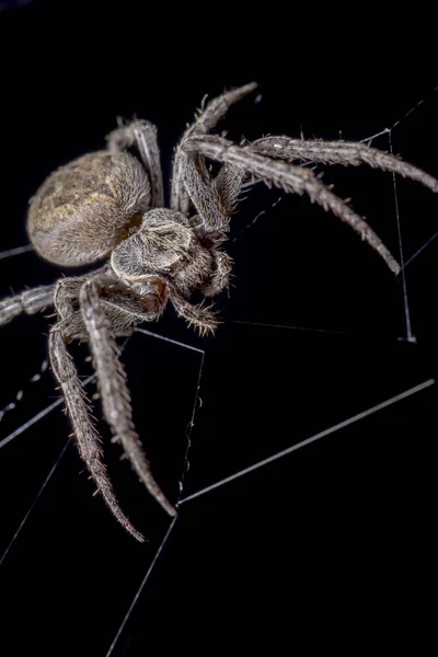 Spinne Auf Schwarzem Hintergrund Nuctenea Umbratica Die Walnusskugel Weberspinne Makro — Stockfoto