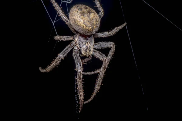 Spider Black Background Nuctenea Umbratica Walnut Orb Weaver Spider Macro — Stock Photo, Image