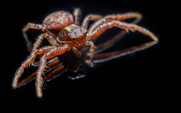 Běžný Krabí Pavouk Černém Pozadí Xysticus Cristatus Makro Detailní Záběr — Stock fotografie
