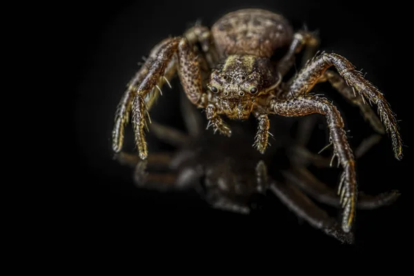 Pająk Krabowy Czarnym Tle Xysticus Cristatus Makro Zbliżenie Projekt Artystyczny — Zdjęcie stockowe