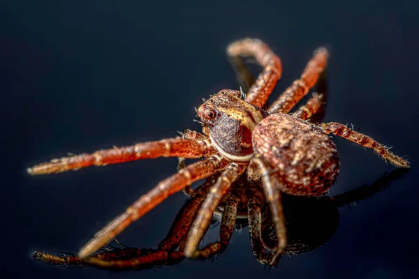 Common Crab Spider Black Background Xysticus Cristatus Macro Closeup Art — Stock Photo, Image
