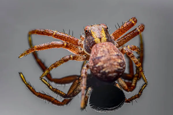 Κοινή Αράχνη Καβούρι Ανοιχτό Γκρι Φόντο Xysticus Cristatus Macro Closeup — Φωτογραφία Αρχείου
