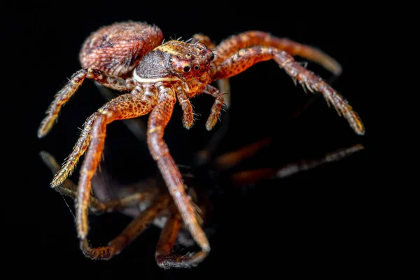 Běžný Krabí Pavouk Černém Pozadí Xysticus Cristatus Makro Detailní Záběr — Stock fotografie