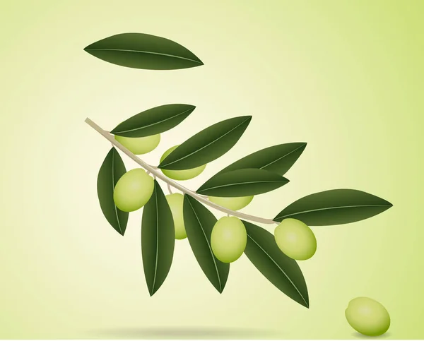 橄榄和橄榄油的分支 — 图库矢量图片
