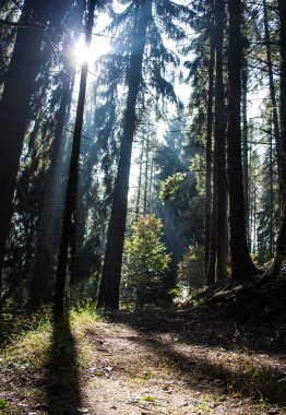 Sakin sabah orman güneş
